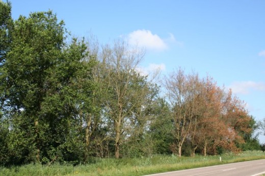 Rooiwerk en iepenziekte