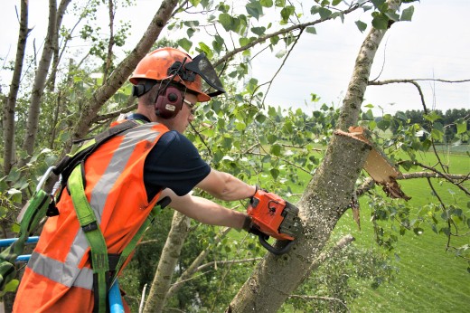 Snoeien van vormbomen