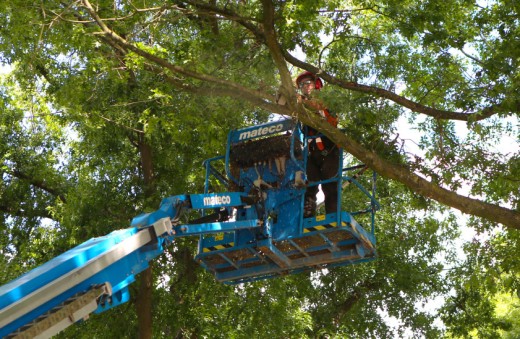 Snoeien bomen gemeente Bladel