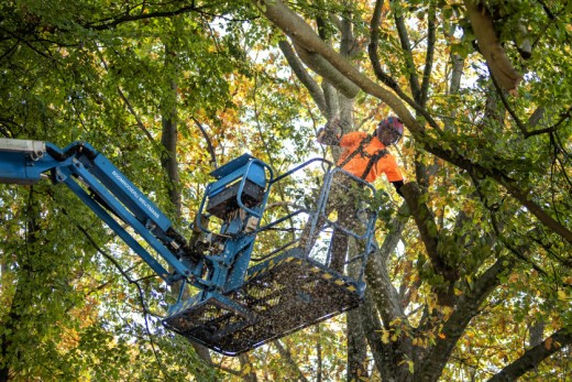 Bomen snoeien Bladel
