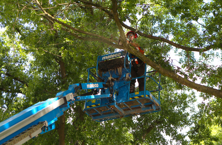 Snoeien bomen gemeente Bladel