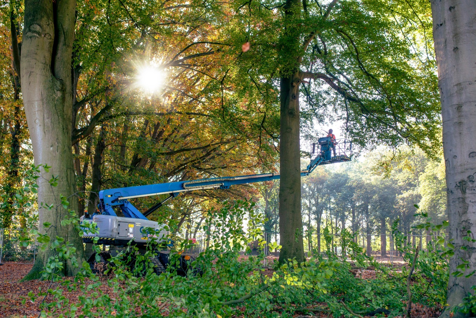 Snoeiwerkzaamheden bomen in gemeente Bladel