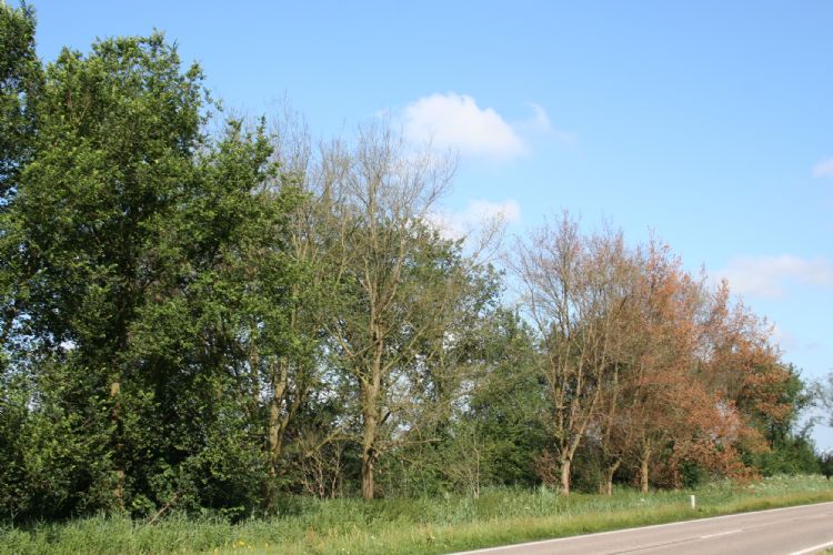 Rooiwerk en iepenziekte