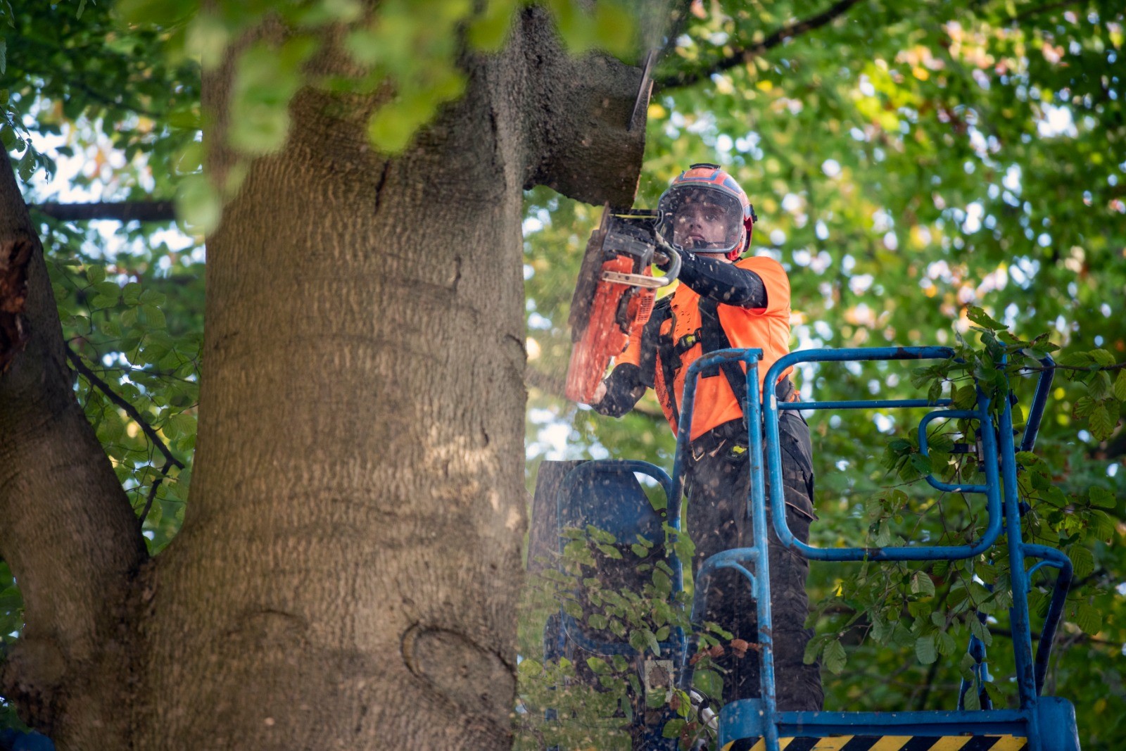 Snoeicampagne bomen 2026 gestart