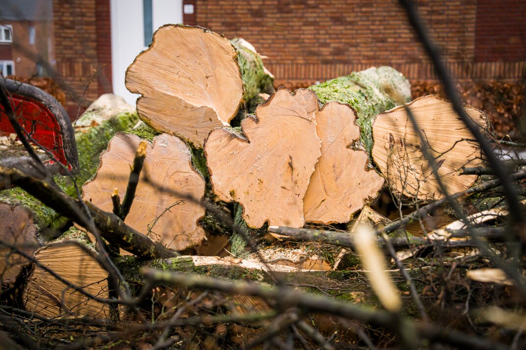 Voorgenomen kap van bomen in gemeente Bladel